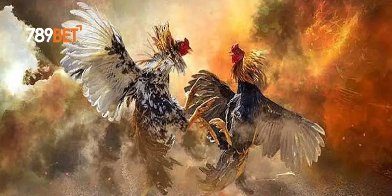 Chơi Thắng Lớn Tại Đá Gà Cựa Sắt Tại Nhà Cái 789Bet 3 Các quy tắc và cách thức tham gia Đá Gà Cựa SắtCác quy tắc và cách thức tham gia Đá Gà Cựa Sắt